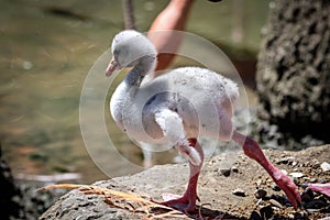 Closeup of a flamingo chick captured standing on a stone in a zoo
