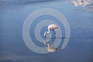 Closeup of a flamingo drinking water in the lake