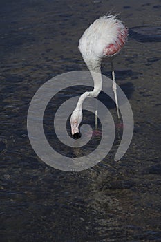 Closeup of a flamingo drinking water in the lake