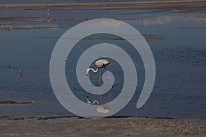 Closeup of a flamingo drinking water in the lake