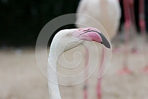 Closeup of a flamingo face