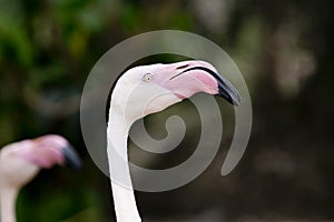 Closeup of a flamingo face