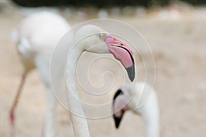 Closeup of a flamingo face