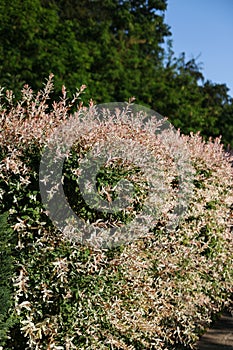 Closeup of flamingo japanese willow (salix integra, Hakuro Nishiki) branches