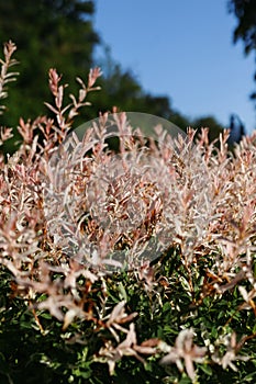 Closeup of flamingo japanese willow (salix integra, Hakuro Nishiki) branches