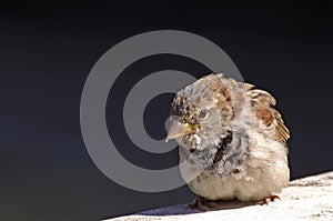 Male house sparrow in a park photo