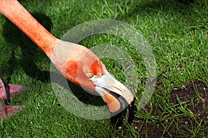 Closeup of flamingo looking for food photo