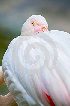Closeup of a flamingo resting its head on its back