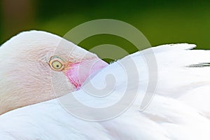 Closeup Flamingo Tucking Head in Feathers