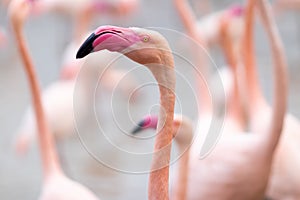 Closeup of a flamingo under the sunlight with a blurry background