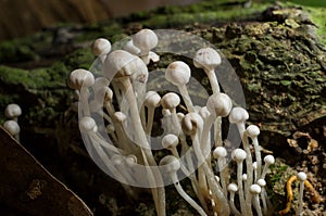 Closeup of Flammulina filiformis mushrooms in the forest