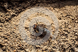 Closeup of a flesh fly on a brown rough surface.