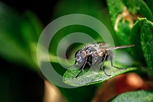 Closeup of a flesh fly on a green leaf.