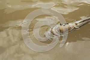 Closeup Flies on dead fish cause overheat river