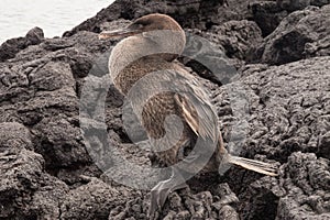 Closeup of a flightless cormorant against a wall of lava rocks.