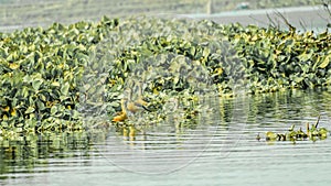 Closeup flock of billed duck aquatic bird Anatidae species family, a chicken sized bird spotted in collecting food in the lake