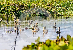 Closeup flock of billed duck aquatic bird Anatidae species family, a chicken sized bird spotted in swimming in the lake field