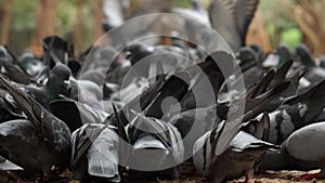 Closeup of a flock of common Indian pigeons eating seeds in a park