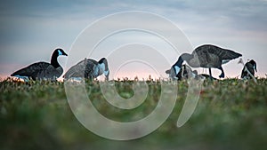 Closeup of a flock of geese feeding on green grass,