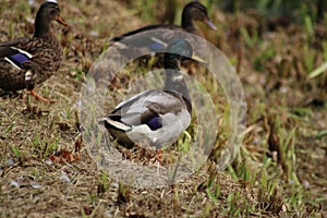 Closeup of a flock of mallards walking in a meadow