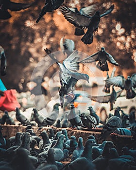 Closeup of flock of pigeons