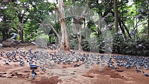 Closeup of a flock of pigeons eating seeds in a park on a cloudy day