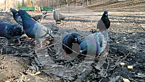 Closeup of a flock of pigeons feeding on grains in a park in spring