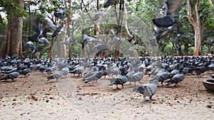 Closeup of a flock of pigeons flying away scared and alerted in a park