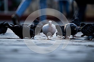 Closeup of a flock of pigeons perched on the ground and eating