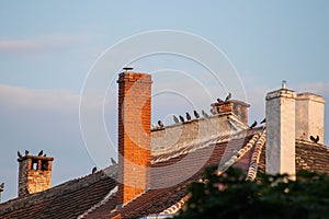 Closeup of a flock of pigeons perched on a rooftop in a European city