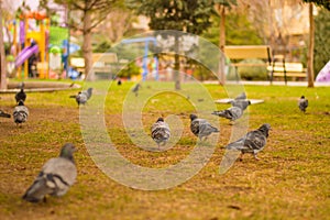 Closeup of flock of pigeons searching for food in a green lawn in a park