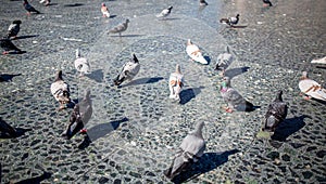 Closeup of a flock of pigeons walking on the street in Barcelona, Spain