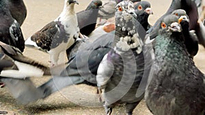 Closeup of flock of pigeons walks on the asphalt