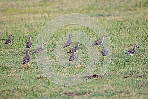 Closeup of a flock of sandpipers in a green field