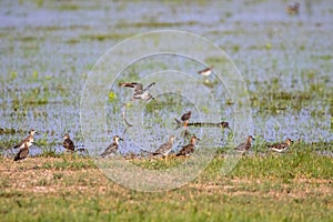 Closeup of a flock of sandpipers in a green field