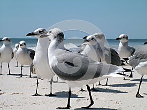 Closeup of a flock of seagulls gathered on a shore line