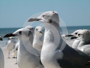 Closeup of a flock of seagulls gathered on a shore line