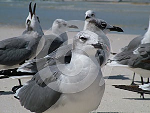 Closeup of a flock of seagulls gathered on a shore line