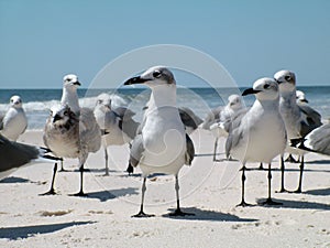 Closeup of a flock of seagulls gathered on a shore line