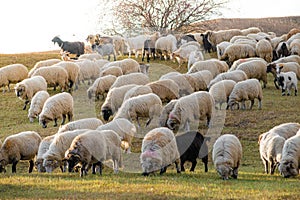 Closeup of a flock of sheep in a meadow