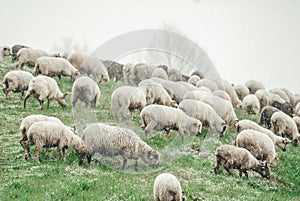 Closeup of a flock of sheep on a pasture in the snow covered mountains