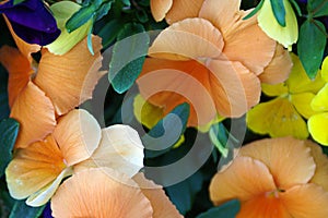 Closeup Of Floral Background