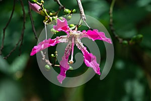 Closeup of a floss silk tree flower photo