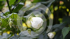 Closeup of flower of Abutilon lucky lantern white, Flowering Maple