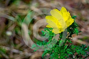 Closeup of flower Adonis vernalis, known as yellow pheasant's eye and false hellebore. Amber spring blossom, copy space