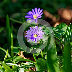 Purple blooming Anemone blanda in green grasses. Bokeh