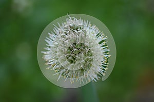 Flowering Spring Onion seed head