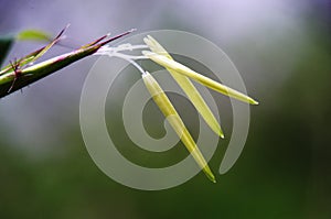 Closeup of the flower of bamboo (seed)