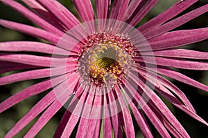 Closeup of Flower of Barberton Daisy