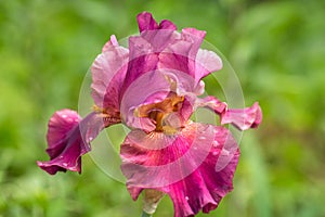 Closeup of flower bearded iris in garden